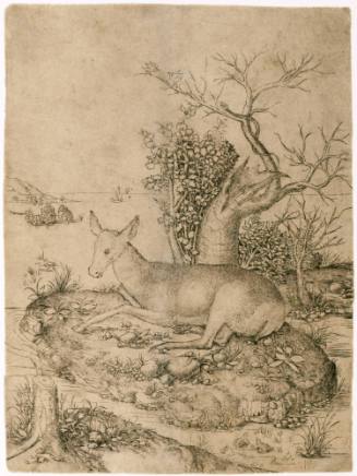 Doe Resting