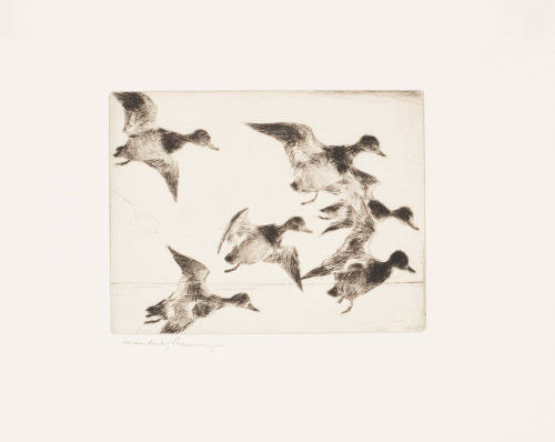 Six Bluebills