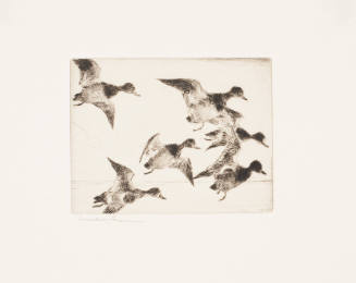 Six Bluebills