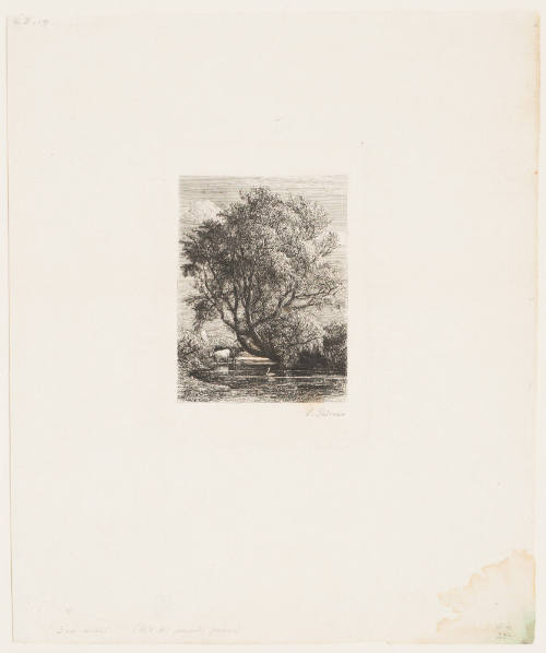 The Willow