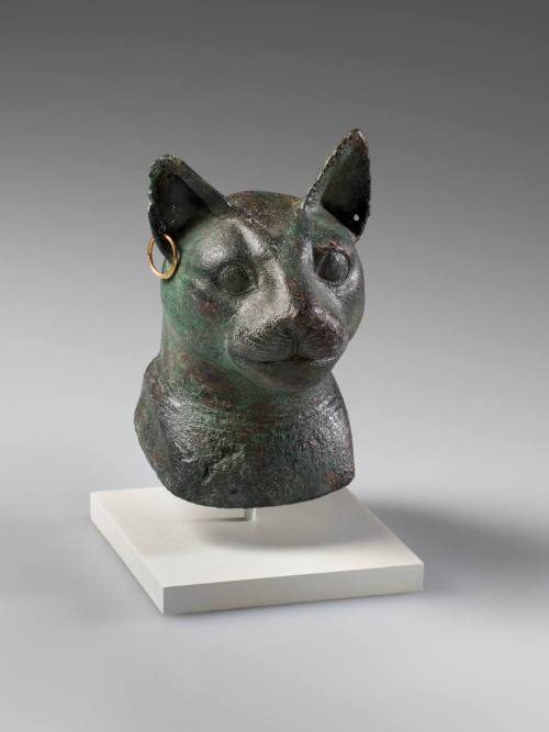 Head of Cat