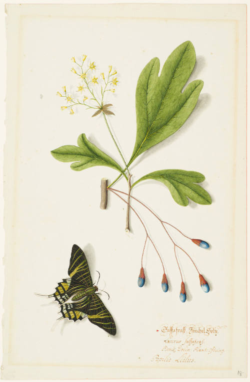 Flower Study – Objects – Cincinnati Art Museum