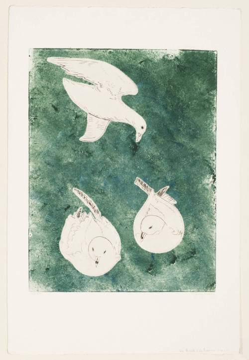 Seagulls