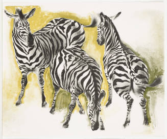 Zebras