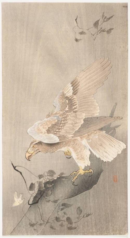 Eagle and Small Bird