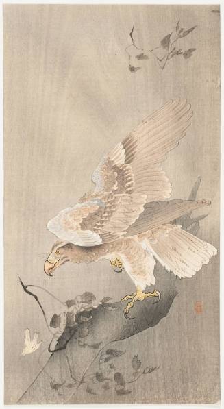 Eagle and Small Bird