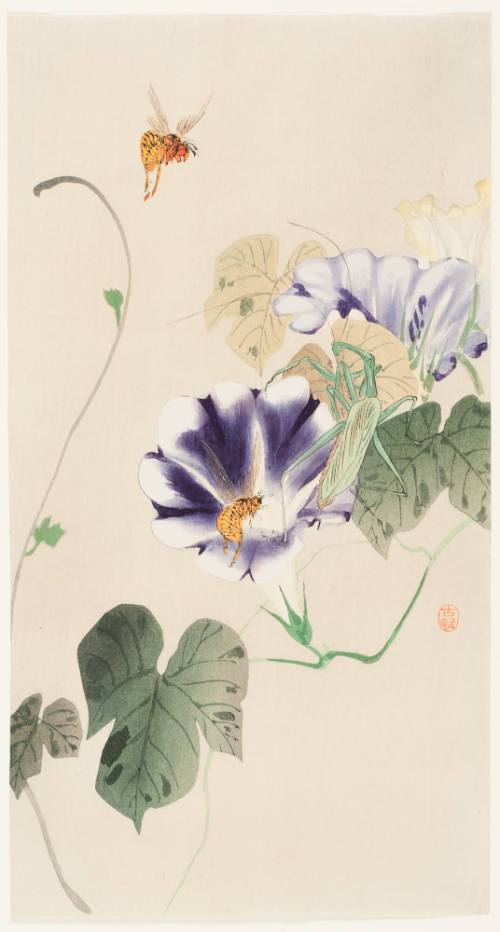 Flowering Convolvulus, Bees and Praying Mantis