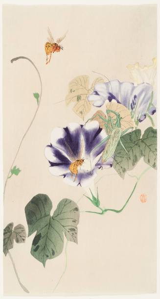 Flowering Convolvulus, Bees and Praying Mantis