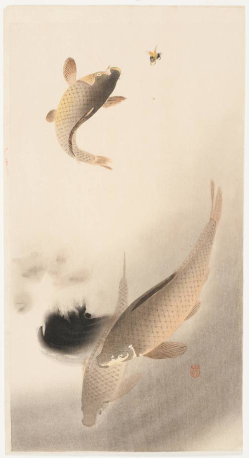 Three Carp and Fly
