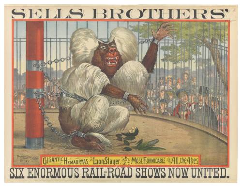 Sells Brothers': Gigantic Hemadryas, or "Lion Slayer," The Most Formidable of All the Apes