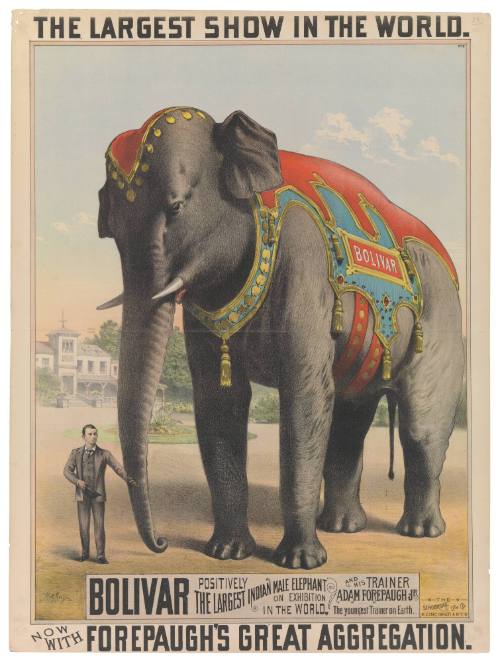 Forepaugh's Great Aggregation: Bolivar