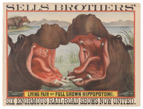 Sells Brothers': Living Pair of Full Grown Hippopotomi.