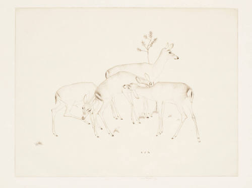 Deer