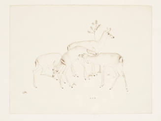 Deer