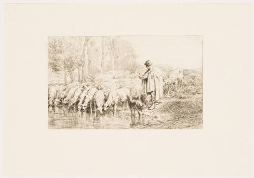 Sheep Drinking