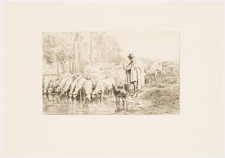 Sheep Drinking