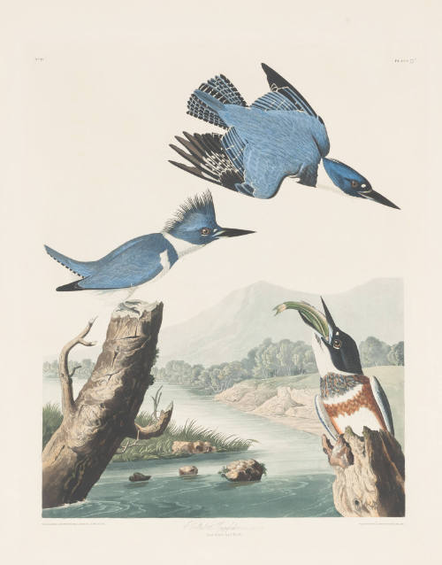 Belted Kingfisher (Megaceryle Alcyon)