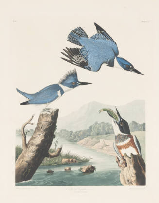 Belted Kingfisher (Megaceryle Alcyon)