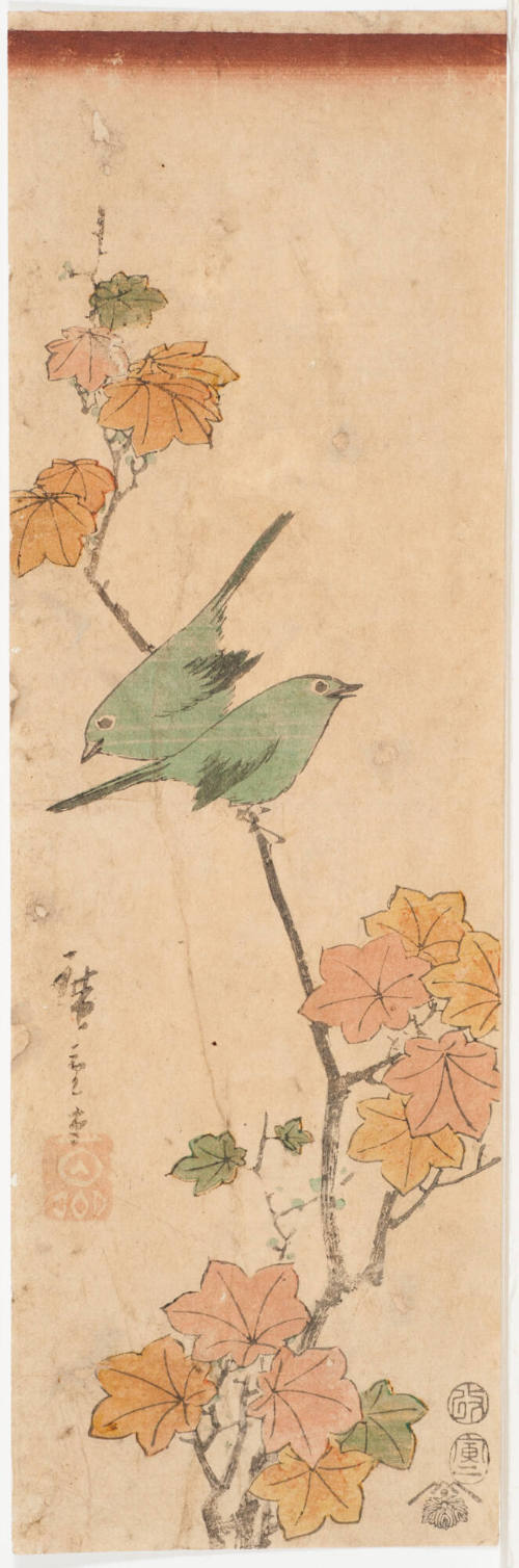 White Eyes on Maple Branch