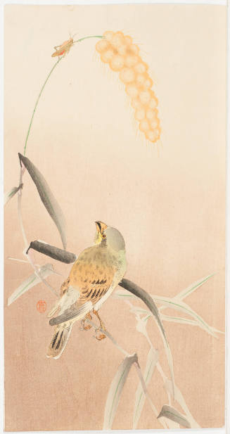 Finch and Grasshopper