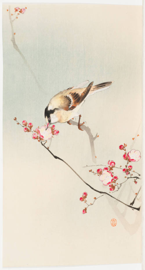 Meadow Bunting on Flowering Plum Twig