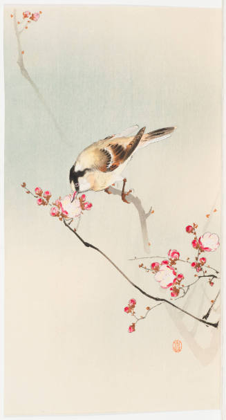 Meadow Bunting on Flowering Plum Twig