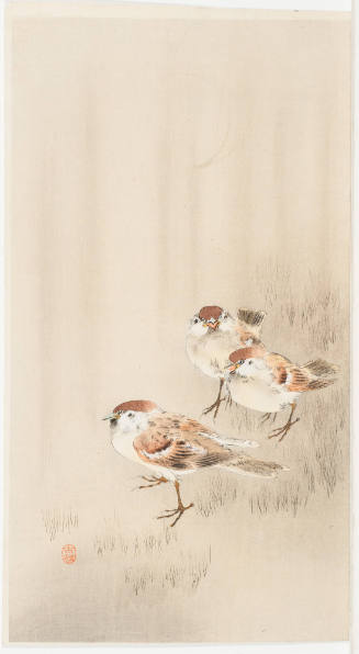 Three Birds