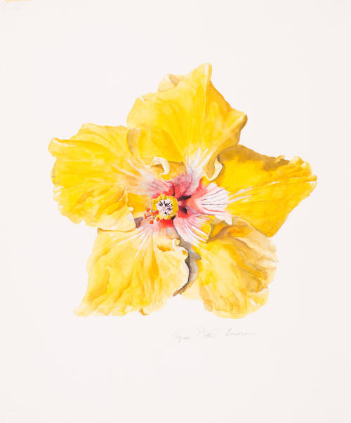 Yellow Hibiscus Blossom