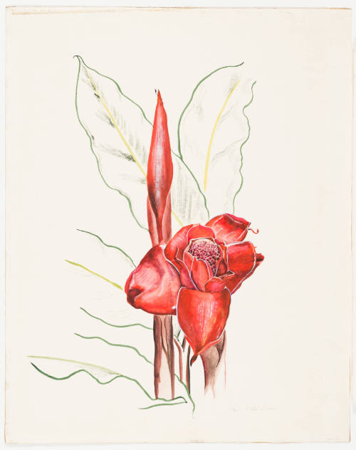 Red Tropical Flower and Bud