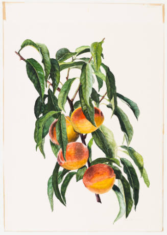 Cluster of Peaches and Leaves