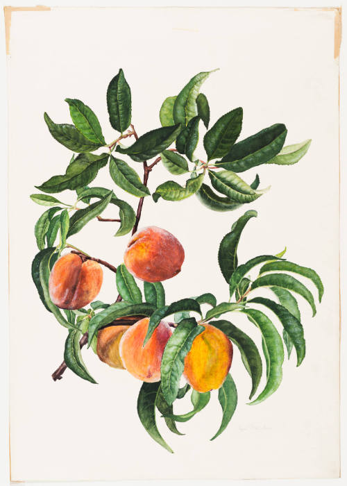 Cluster of Peaches and Leaves