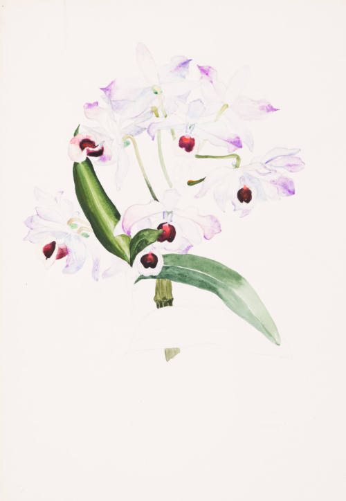 Orchids (unfinished)