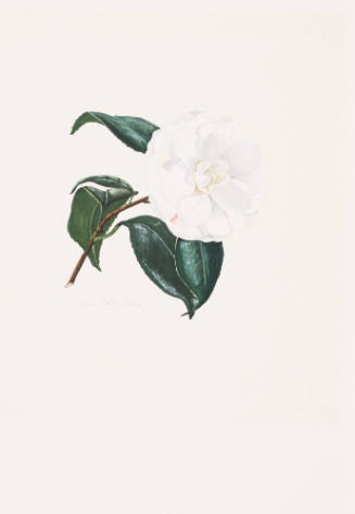 White Camellia Blossom with Leaves