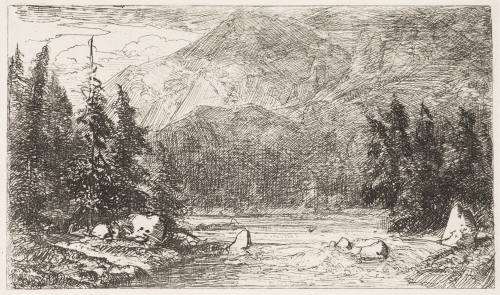 Ein Reissender Waldstrom Mit Tannen