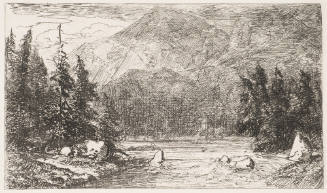 Ein Reissender Waldstrom Mit Tannen