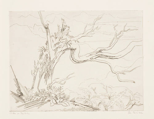 Old Tree on Tantalus