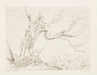 Old Tree on Tantalus