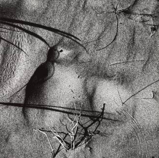 Warren Dunes, Michigan