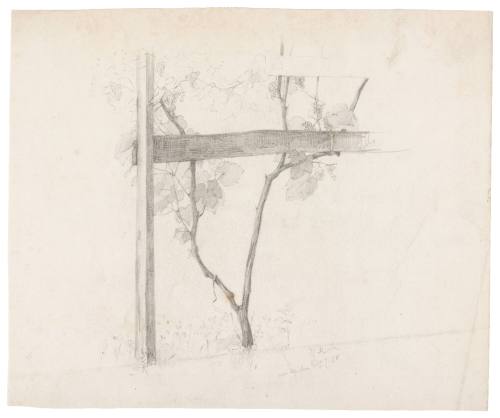 Study of Grape Vine
