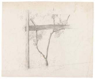 Study of Grape Vine