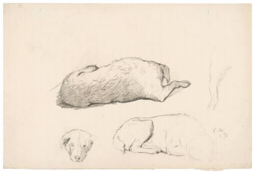 Studies of a Dog