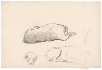 Studies of a Dog