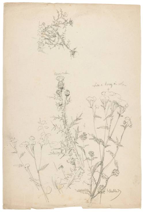 Thistle and Queen Anne's Lace