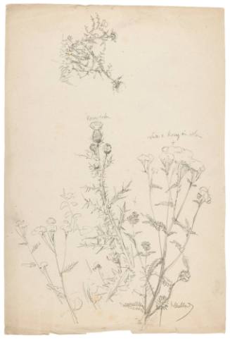 Thistle and Queen Anne's Lace