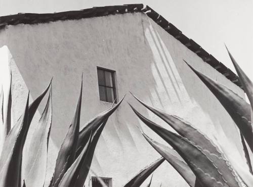 Window on the Maguey