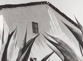 Window on the Maguey