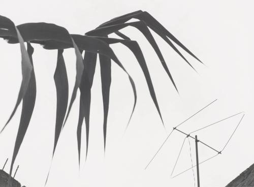 Carrizo and Television Antenna