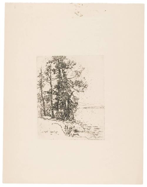 Trees Along Rivers Edge