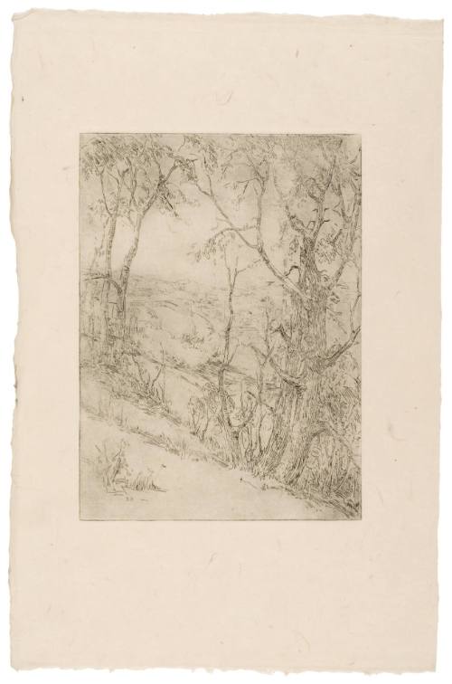 City View Through Trees