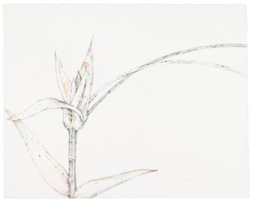 Vertical Flower, Diagonal Stem